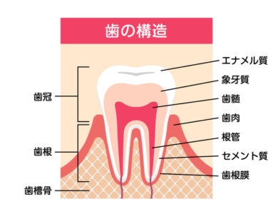 歯の構造